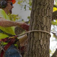 Image of NYC Discount Tree Trimming Service