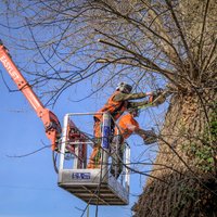 Oxleas Tree Care Ltd photo