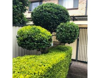 Image of Pichor‘s Gardening
