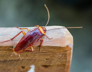 Defender Pest Control Specialists