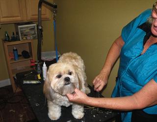 Imagen de Clinica Veterinaria Guaynabo