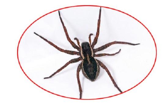 Image de Pest Control Markham Exterminator
