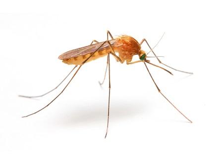 Image de Pest Control Markham Exterminator