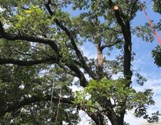 Image de Higher Place Tree Care