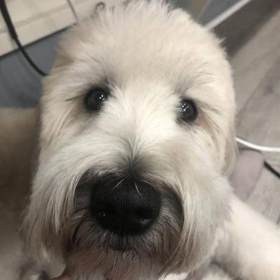 Image of Laura's Classy Canines