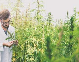 Image of The Botanical Garden - CBD Oil Suppliers UK