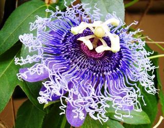 Rakhi flowers