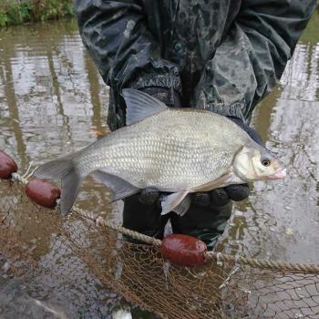 Image of Priory Fishery Ltd