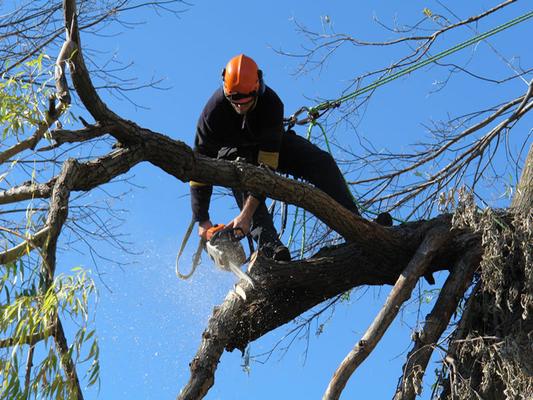 P & P Tree Service Baltimore