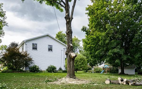Image of Top Notch Tree Service of Westfield