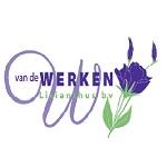 Afbeelding van Van de Werken Lisianthus BV