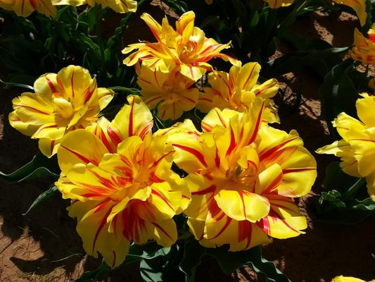 Image of Texas-Tulips, LLC