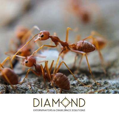 Image of Diamond Exterminators