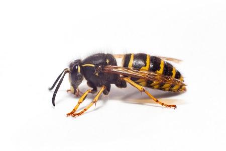Image de Pest Control Markham Exterminator