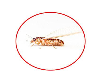 Image de Pest Control Markham Exterminator