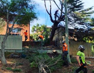 Image of Absolute Tree Services