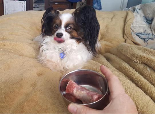 Image of Fangs & Fur
