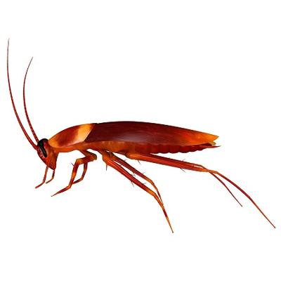 Image de Pest Control Markham Exterminator
