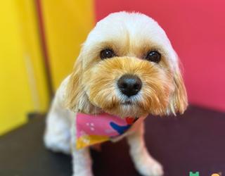 Image of Dogs in Town