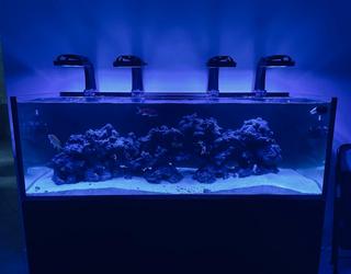 Image of Top Shelf Aquatics