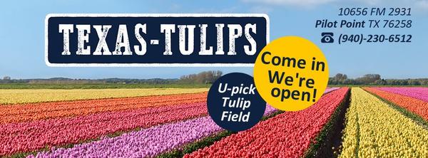 Image of Texas-Tulips, LLC