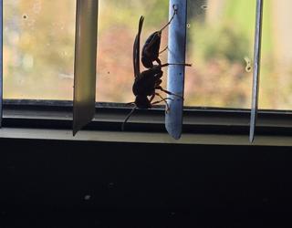 Image of Armor Termite and Pest Control