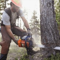 Image of NYC Discount Tree Trimming Service