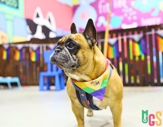 Image of Dogs in Town