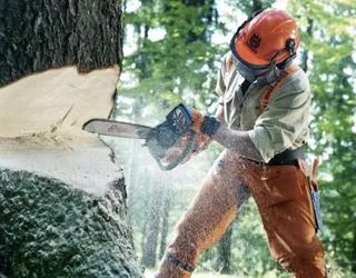 Image of Green Leaf Tree Surgeons