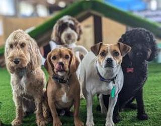 Image of Barkley Park Dog Day Care