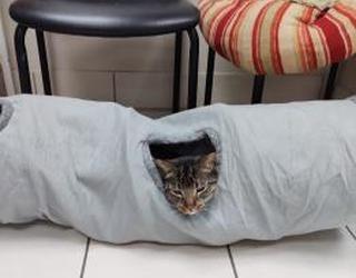 Image de Bayview Mall Veterinary Clinic