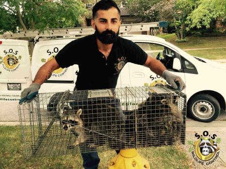 Image de SOS Wildlife Control Incorporated