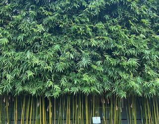 Image of Red Cloud Bamboo