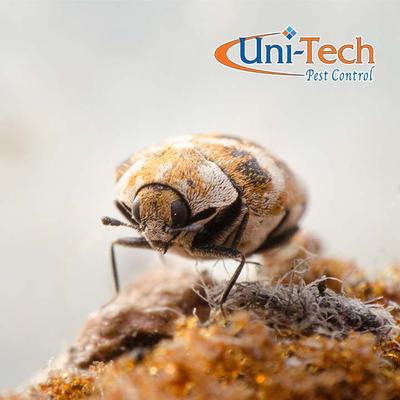 Image of Uni-Tech Pest Control