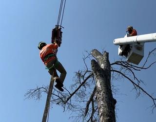 Image of American Forestry Services