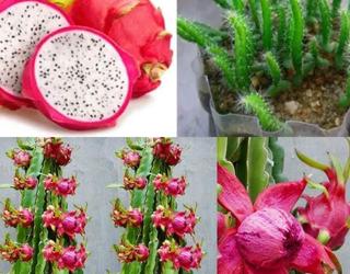 Fruit plant