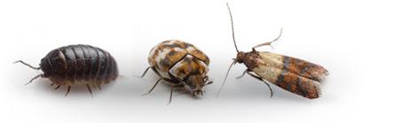 Image of Nikol Pest Control