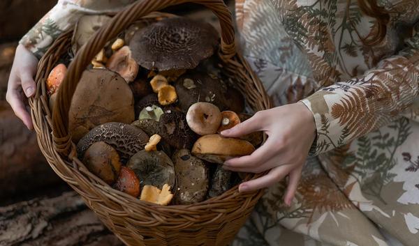 Image of Mushrooms For Life