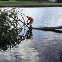 Image of Jeff Mobley Tree Services