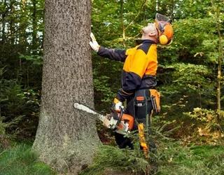 Image of The Tree Company Mn.