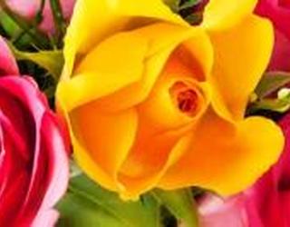 Image of Fernande Fleuriste