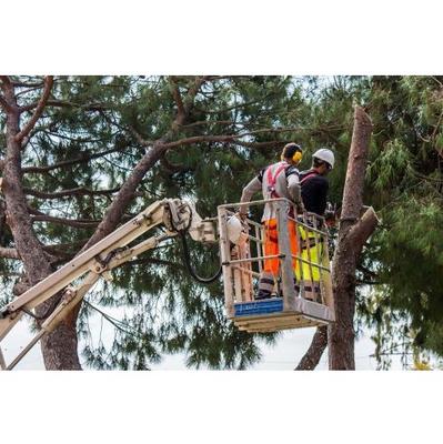 Image of M&M Total Tree Service