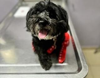 Imagen de Servicios Veterinarios De Dorado