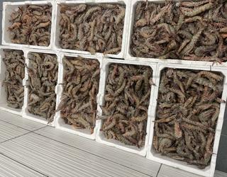 Imazhi i Peshk i Freskët Olti