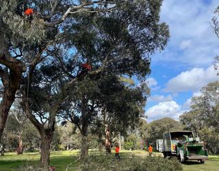Image of Absolute Tree Services