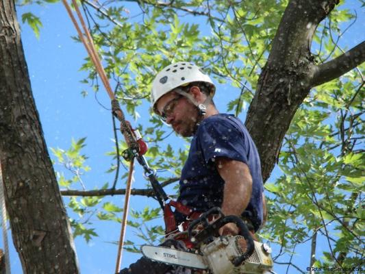P & P Tree Service Baltimore