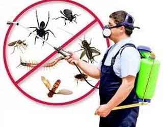 Image of Pest Control Specialist Harare Zimbabwe