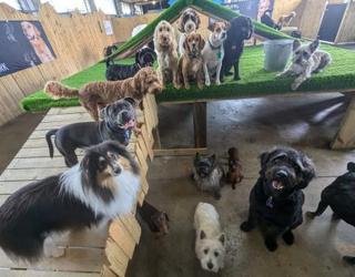 Image of Barkley Park Dog Day Care