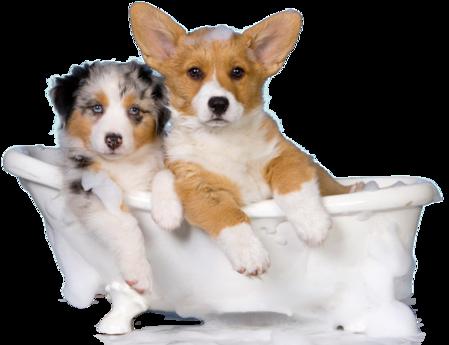 Image of For Dirty Paws