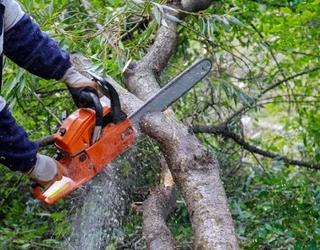 Image of The Tree Company Mn.